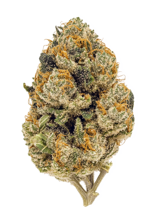 Super Lemon Haze x RS11 Cannabis Strain Information - GrowDiaries