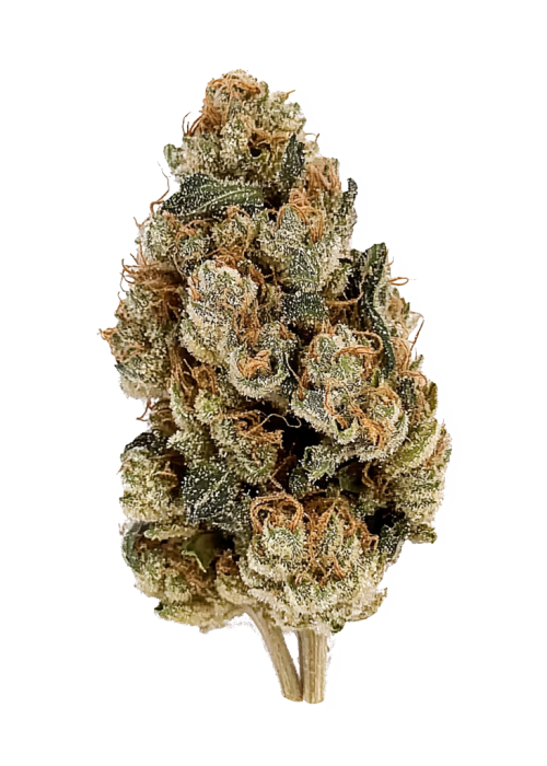 Cookie Dough Glue Autoflower