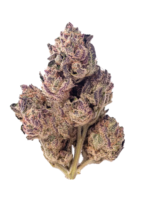 Purple Nasty