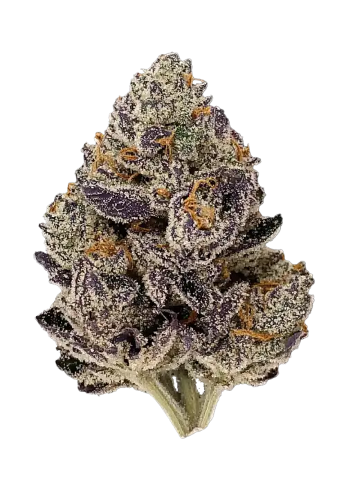 Dankberry Auto