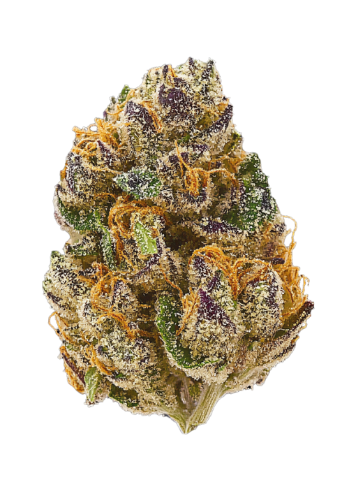 Critical x Sour Face