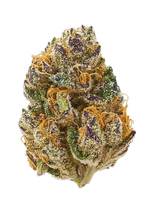 Critical x Sour Face