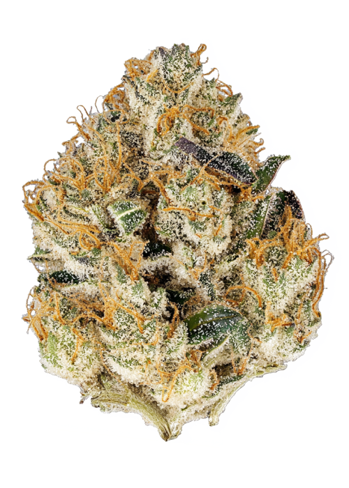 Gary Payton x Sour Face