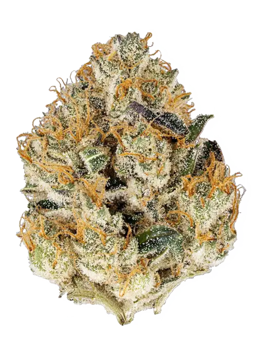 Gary Payton x Sour Face