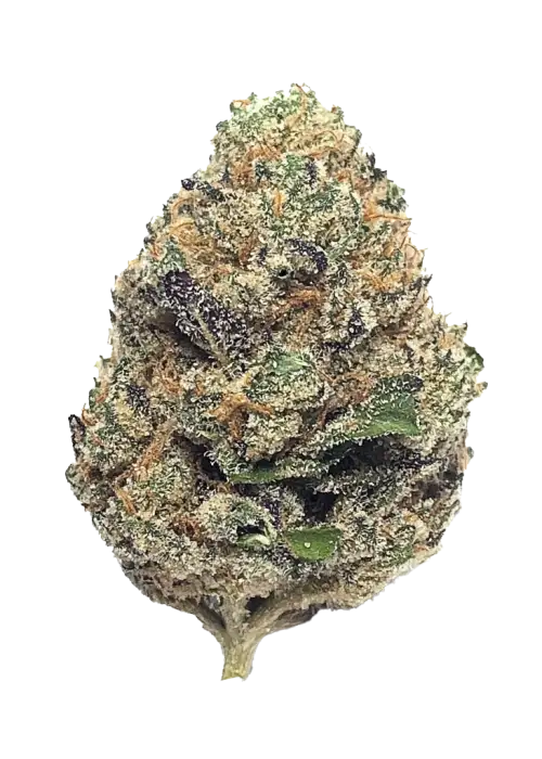 Blue Sherbet x RuntZ