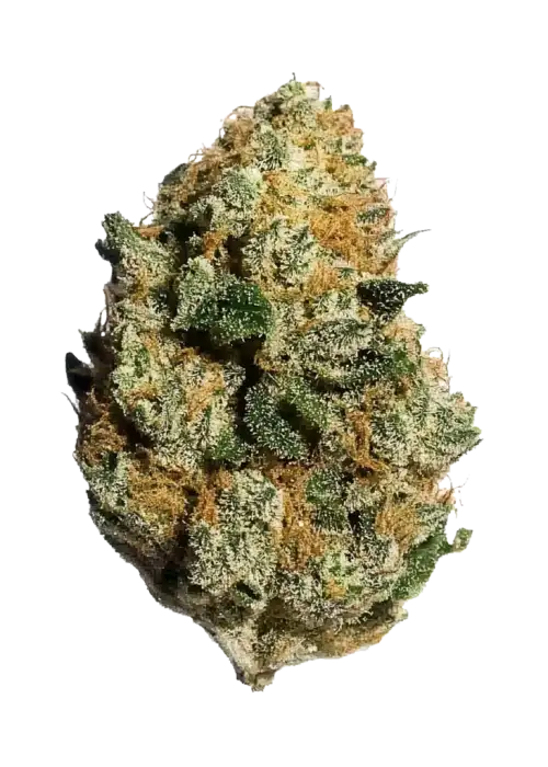 White OG x RuntZ