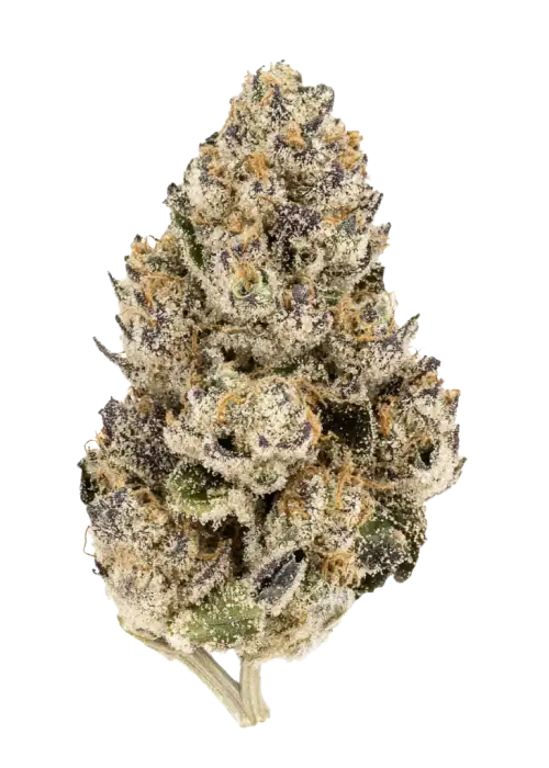 RS 11 x Purple Punch