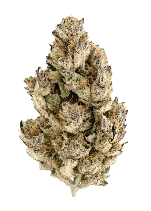 Doc's OG x Purple Punch