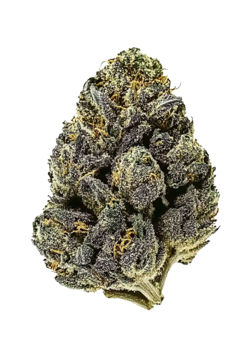 Chempie x Purple Punch