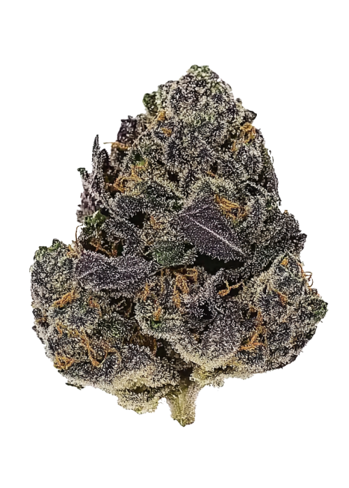 MotorBreath x Purple Punch