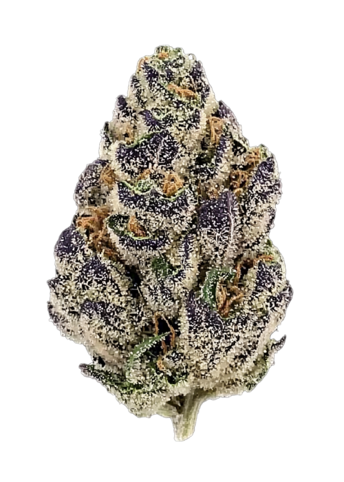 Gelato AcaiBerry x Purple Punch