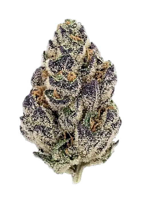 Gelato AcaiBerry x Purple Punch