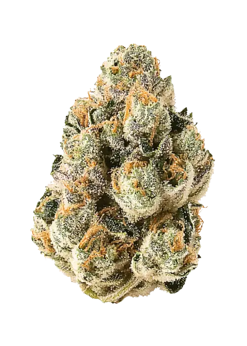 Gelato x Sour Face