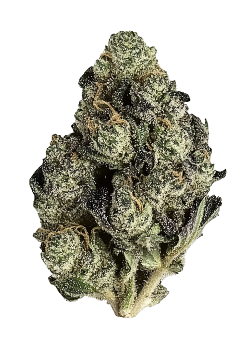 Caribbean Queen (Pure Sativa)