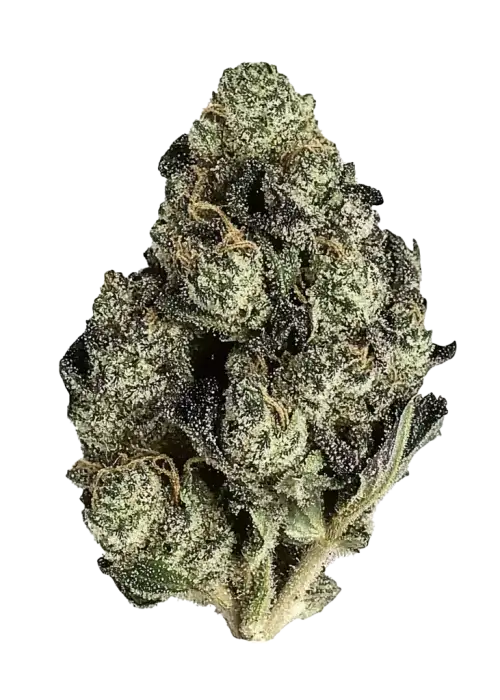 Caribbean Queen (Pure Sativa)