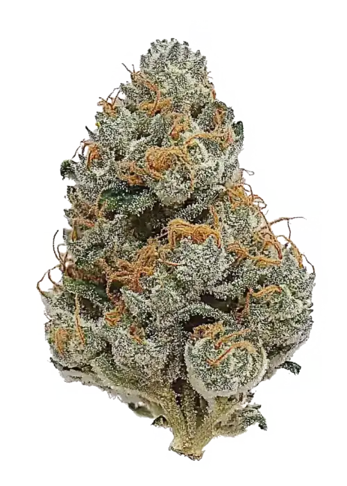 G.S. Cookies Auto