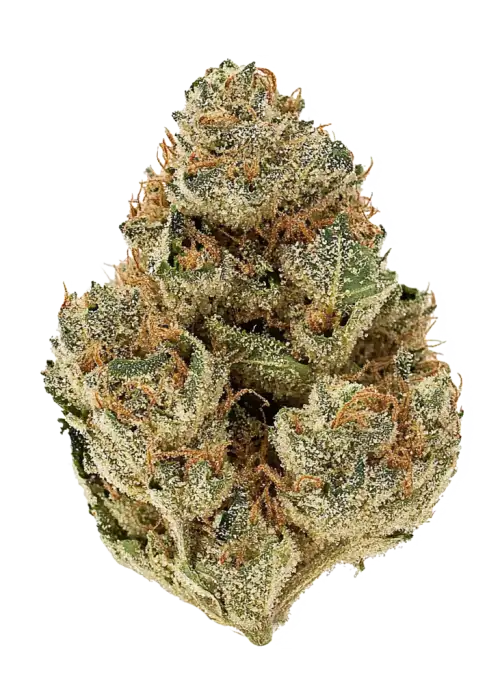 California Octane Triploid