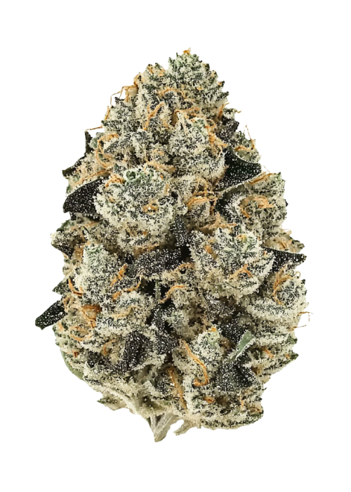 Georgia Cream