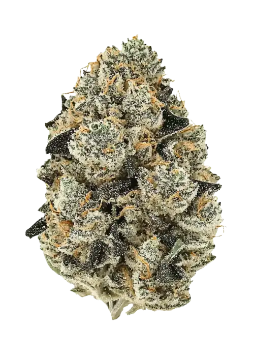Georgia Cream