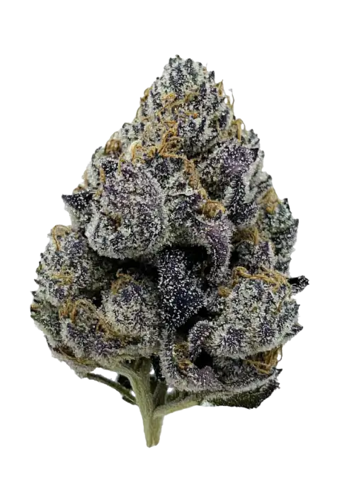 Exotic Runtz