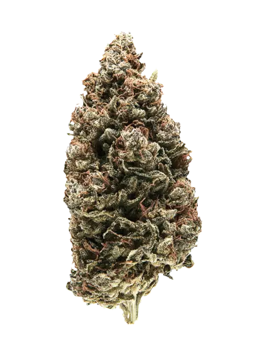 Anesthesia x Runtz