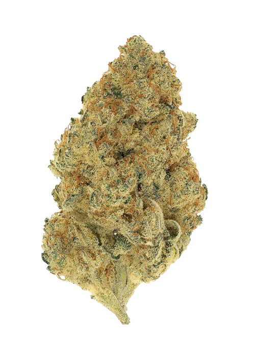 Tutankhamon x Cookies USA
