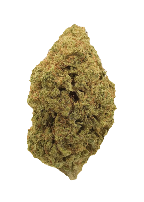 Tutankhamon x Gorila Glue