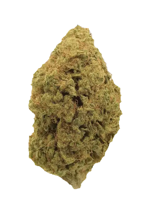 Tutankhamon x Gorila Glue