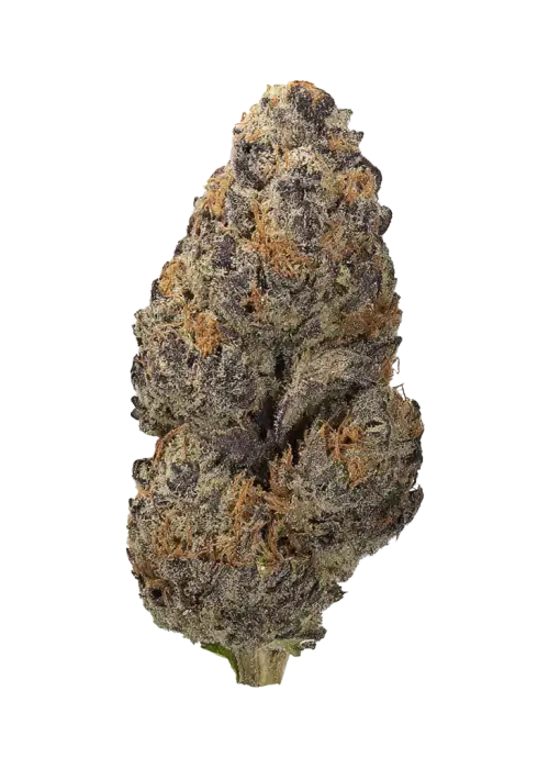 ZodaZa