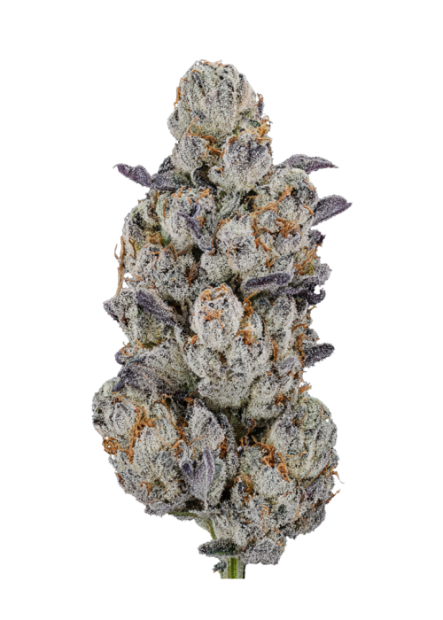 Lemon Fever