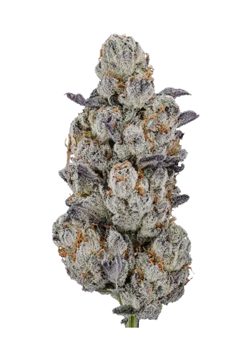 Lemon Fever