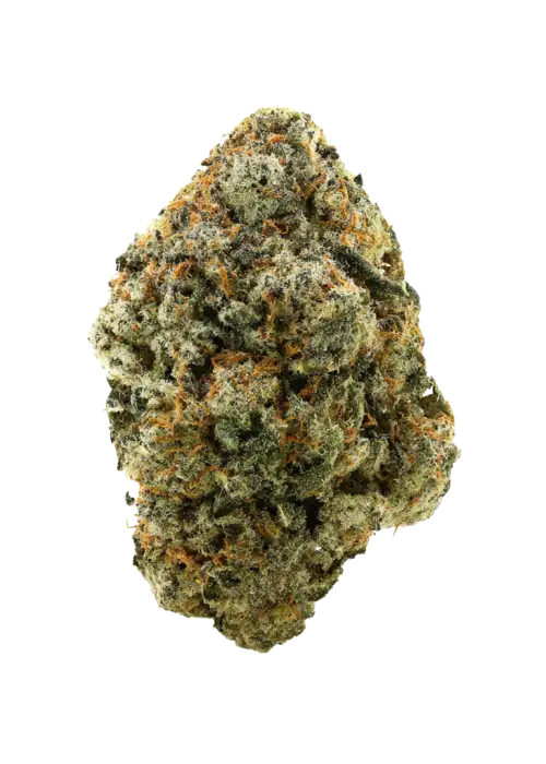 Scrambler Haze