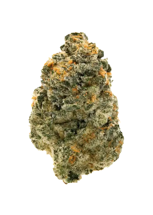 Amnesia X3 Turbo
