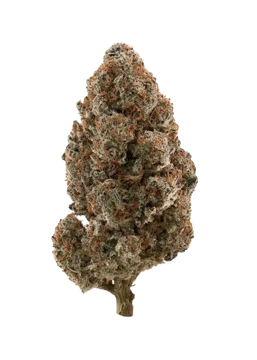 Strawberry Chocolate