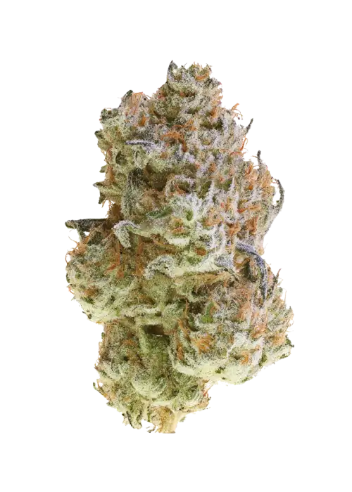 White Zangria
