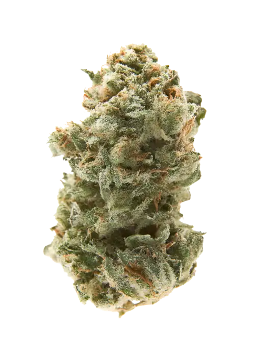 Exotic Thai