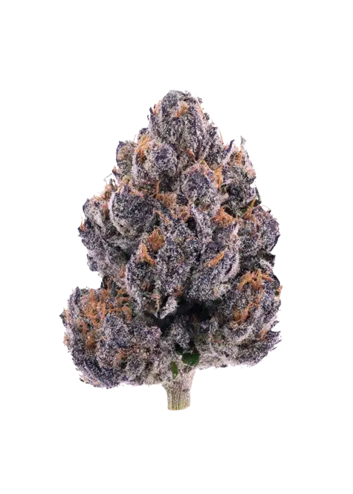 Black Lemon