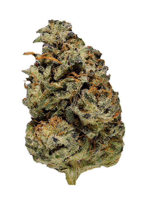 Animal Cookies Bx2