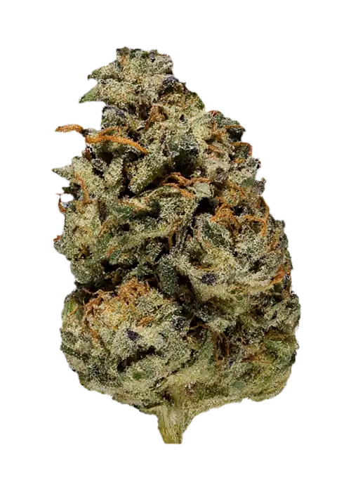 Animal Cookies Bx2