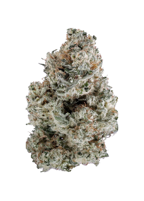 Sugar Tree