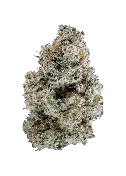 Sugar Tree