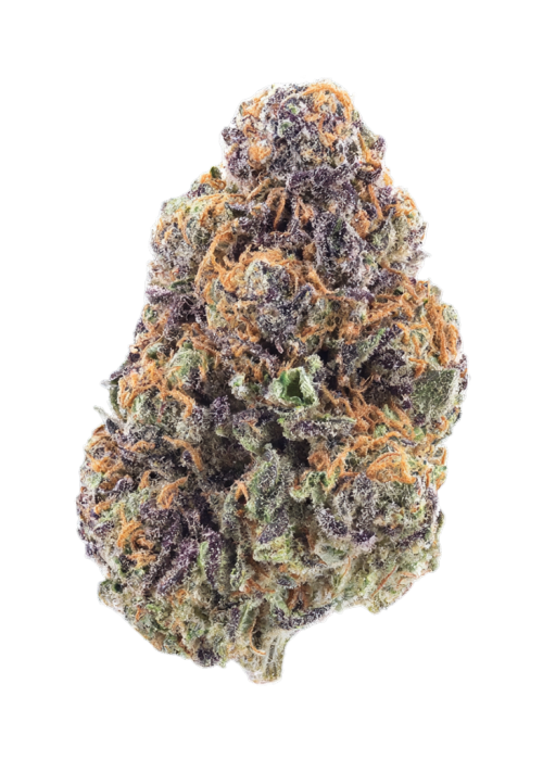 Slurricane #23