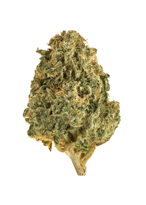 Jelly Sickle
