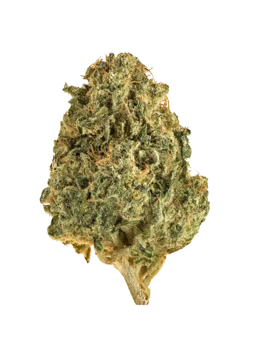 Jelly Sickle