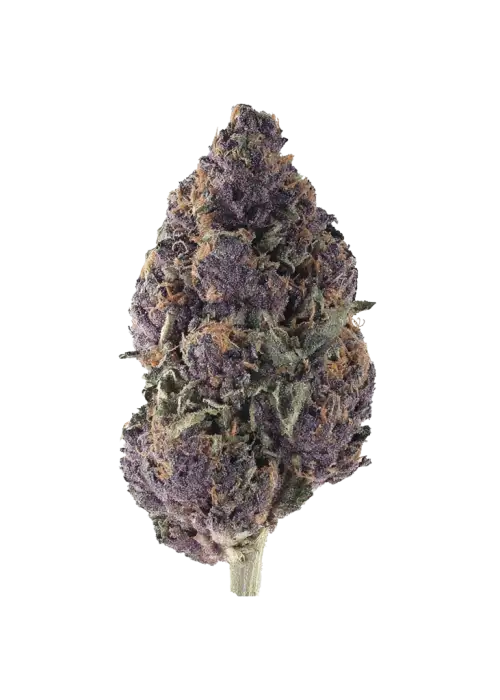 Purple Chocolope