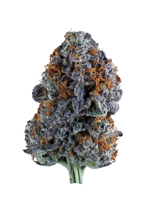 Orangutangie