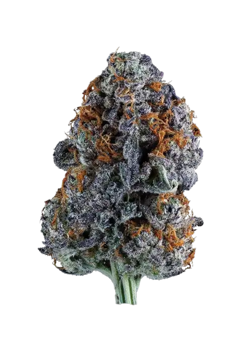 Orangutangie