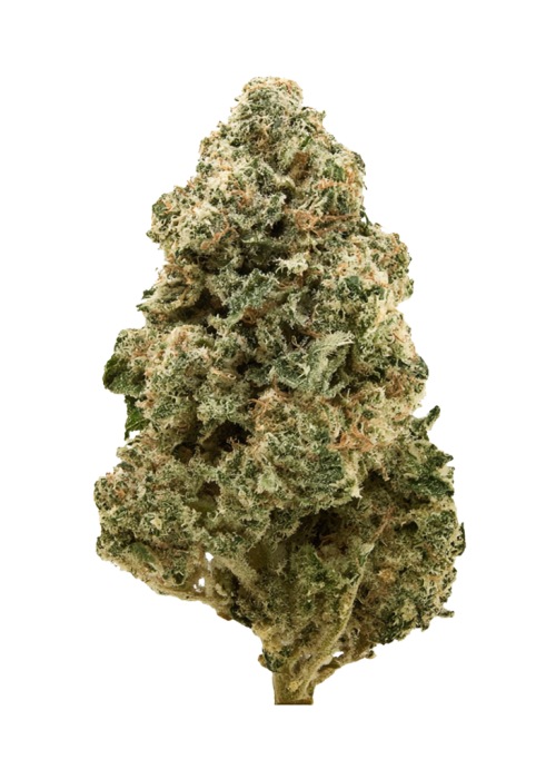 GMO Bomb