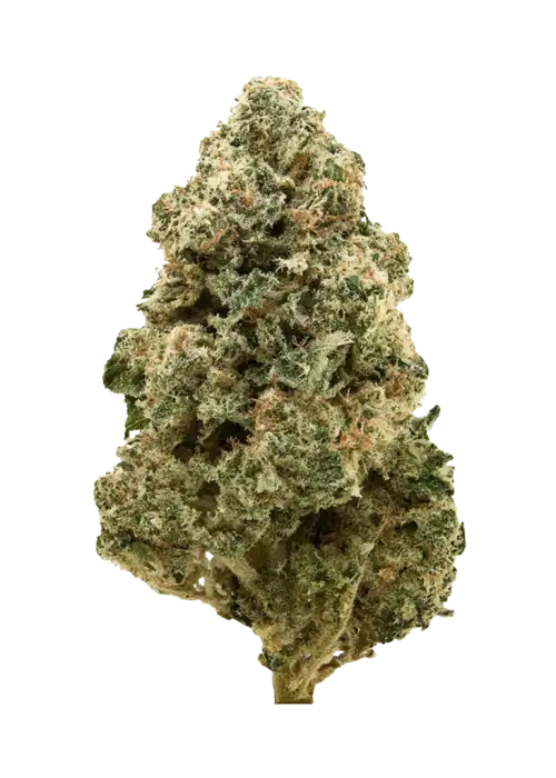 GMO Bomb