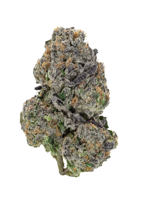 Glue 31